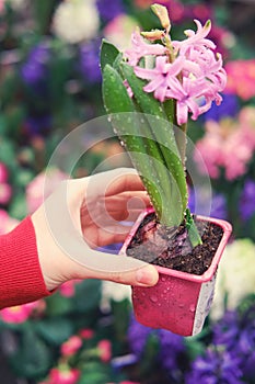 Man florist hands with pink hyacinth flower with dew drops in pot  greenhouse shop