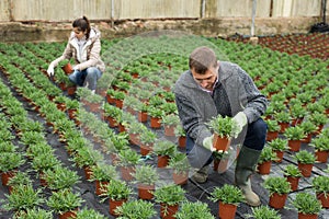 Man florist looking for plant of white perc in pots while gardening