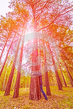 A man in the forest hugs a pine tree