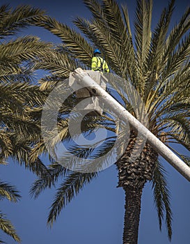 Man in forestry bucket trimming large date palm tree with blue sky