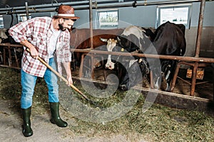 Man with forks feeding cows