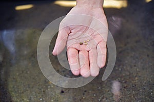 The man found gold. Contemporary lucky prospector found lot of gold in creek when panning sand.