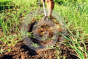 Man in a Garden Gardening with a Hoe