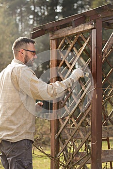 The man in the garden paints brown wooden boards of the garden furniture. Renovation and maintenance of garden pergolas.