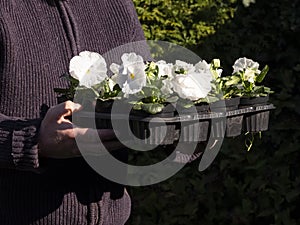 Man in the garden with white violins in flower pots in his hands. Large-flowered white violets on a green hedge