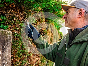 Man gardener doing maintenance work, pruning the living fence