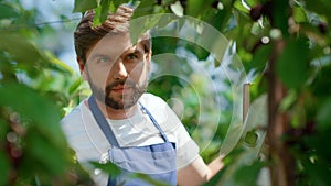 Man gardener harvesting cherry branches tree in farmland plantation portrait