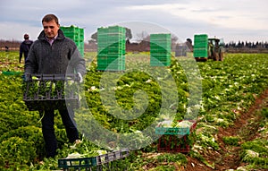 Man gardener holding crate with harvest of lechuga photo