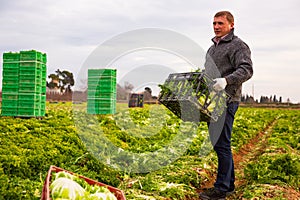 Man gardener holding crate with harvest of lechuga photo
