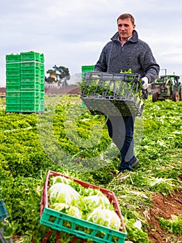 Man gardener holding crate with harvest of lechuga photo