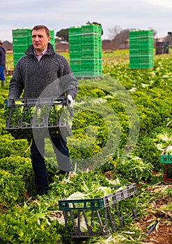 Man gardener holding crate with harvest of lechuga photo