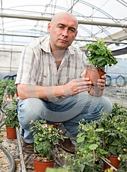 Man gardener holding pot with tomatoes seedling in greenhouse