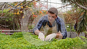 Man gardener inspects leaves of baby plants in greenhouse.