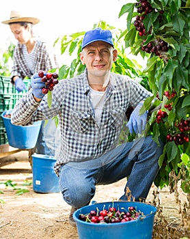 Man gardener picking cherry at orchard