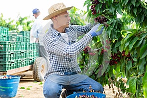 Man gardener picking cherry at orchard