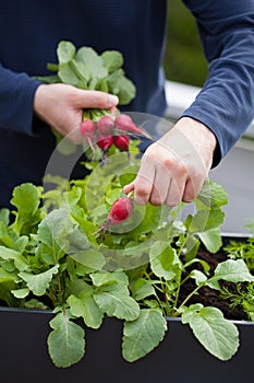 Man gardener picking radish from vegetable container garden on b