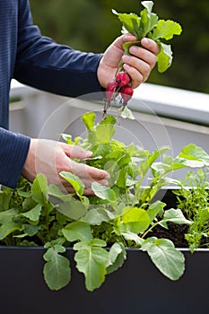 Man gardener picking radish from vegetable container garden on b