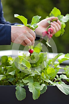 Man gardener picking radish from vegetable container garden on b