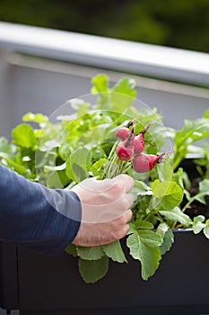 Man gardener picking radish from vegetable container garden on b