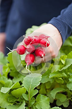 Man gardener picking radish from vegetable container garden on b