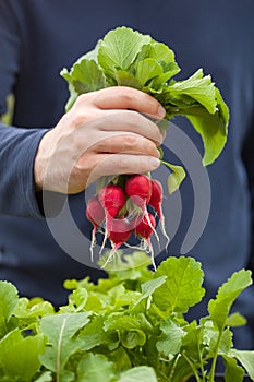 Man gardener picking radish from vegetable container garden on b