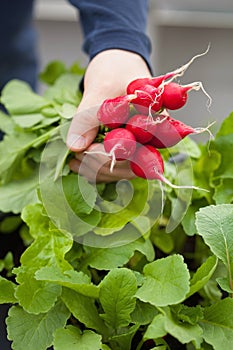 Man gardener picking radish from vegetable container garden on b