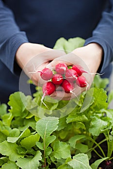 Man gardener picking radish from vegetable container garden on b