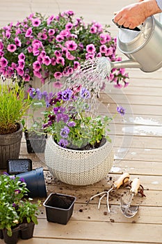 Man gardener planting watering pansy flowers in garden