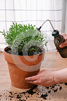 Man gardener transplanting Lavender bush.  A man`s hand watering a plant. Home gardening concept