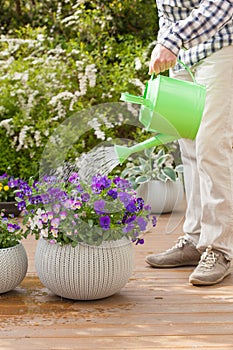 Man gardener watering pansy flowers in garden