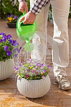 Man gardener watering pansy flowers in garden