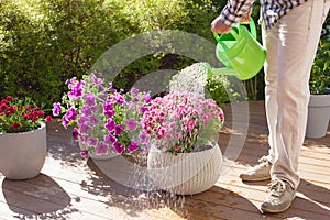 man gardener watering petunia and chrysanthemum flowers in garden