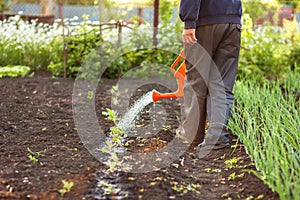 The man gardener watering plants with red watering can in the garden in the evening, at sunset time.