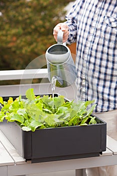 Man gardener watering vegetable garden in container on balcony