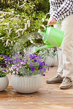 Man gardener watering viola flowers in garden