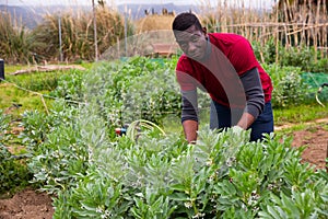 Man gardener working with beans seedlings in garden