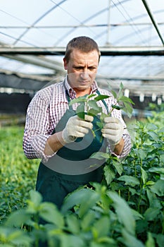 Man gardener working with white jute herbs in sunny hothouse