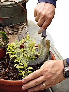 Man gardening