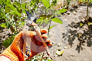 Man gardening in backyard. Mans hands with secateurs cutting off wilted flowers on rose bush