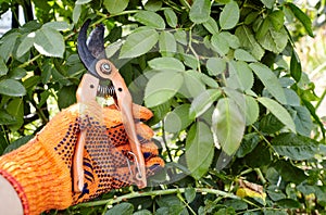 Man gardening in backyard. Mans hands with secateurs cutting off wilted flowers on rose bush