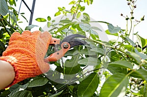 Man gardening in backyard. Mans hands with secateurs cutting off wilted flowers on rose bush