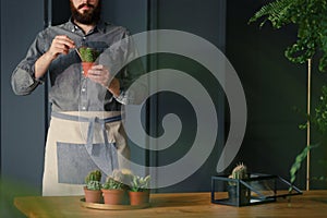 Man with gardening hobby replanting cacti in grey interior