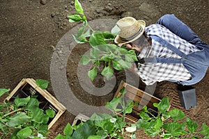 Man gardening work in the vegetable garden place a plant in the ground so that it can grow, top view