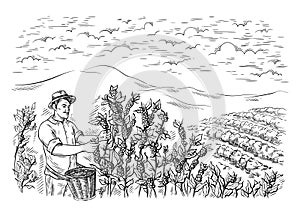 Man gatherer harvests coffee at coffee plantation landscape in graphic style hand-drawn vector