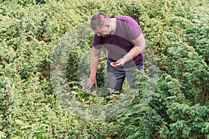 Man gathering raspberries