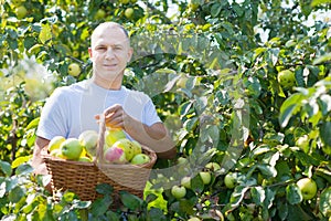 Man gathers apples in garden