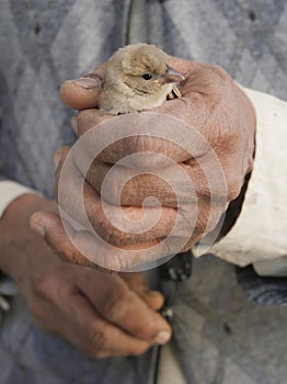 Man gently holding bird in his left hand