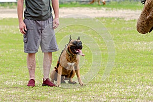 Man with German Boxer dog