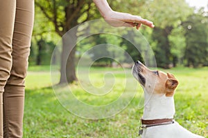 A man gives commands to a breed dog jack russel terrier which sits on the green grass