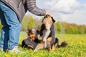 Man gives his Australian Shepherds a treat